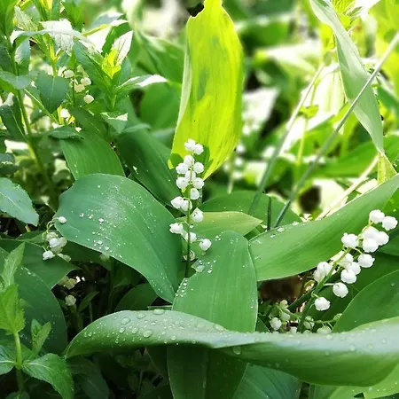 дом бакалски-кмета Gasthuis 3*